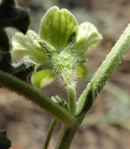   Male flower-see calyx